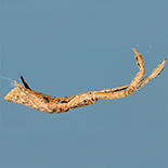 Miagrammopes brevicaudus